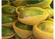 塑料發(fā)泡網套